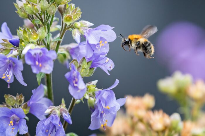 Comptine pour enfants Le chant des abeilles