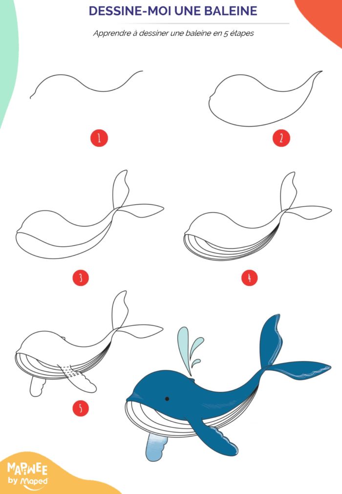 Apprendre à dessiner une baleine facilement en 5 étapes