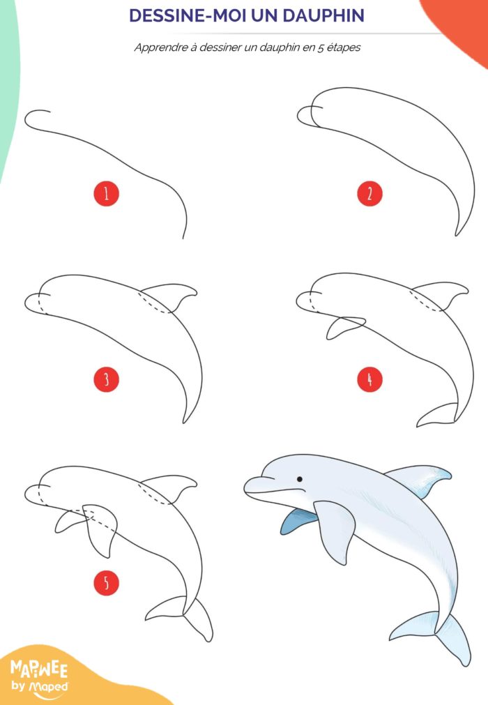 Apprendre à dessiner un dauphin facilement en 5 étapes