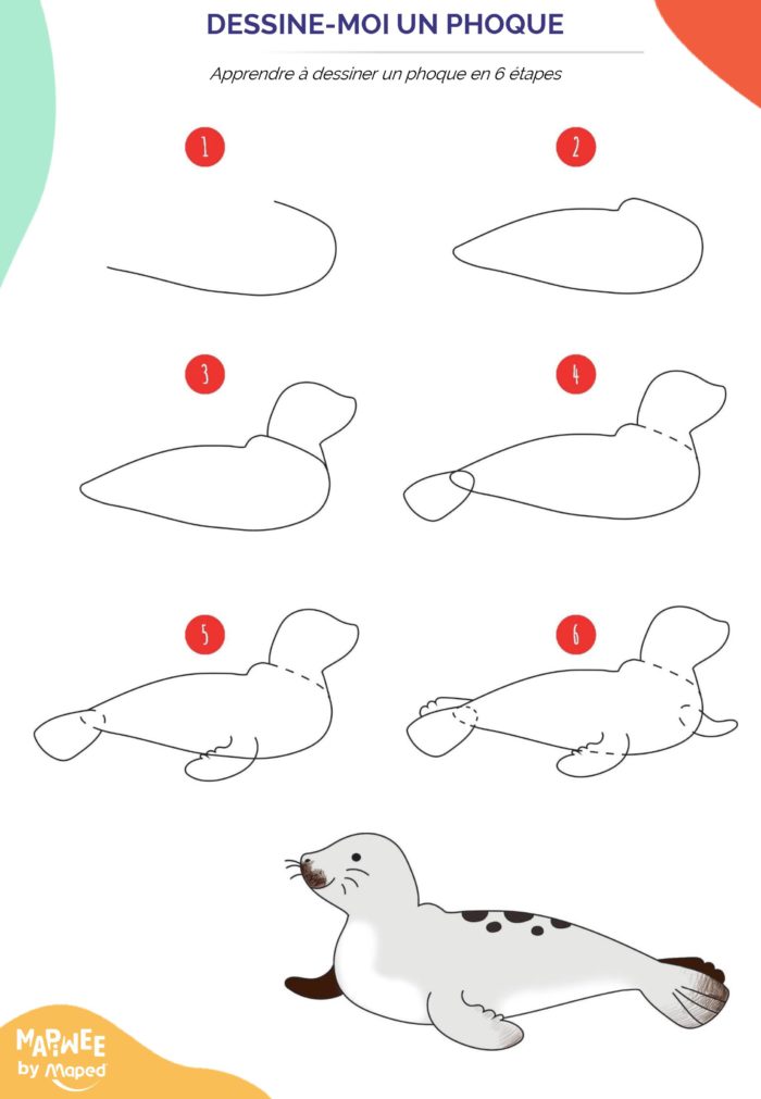 Apprendre à dessiner un phoque facilement en 6 étapes