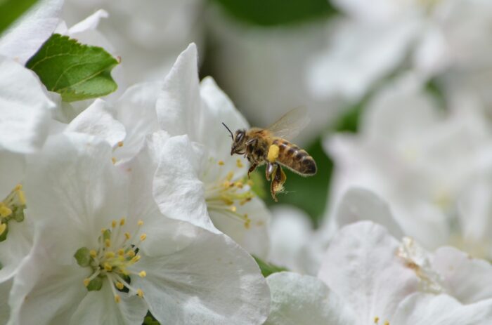 Mapiwee by Maped - Environnement - l'importance des abeilles dans l'écosystème