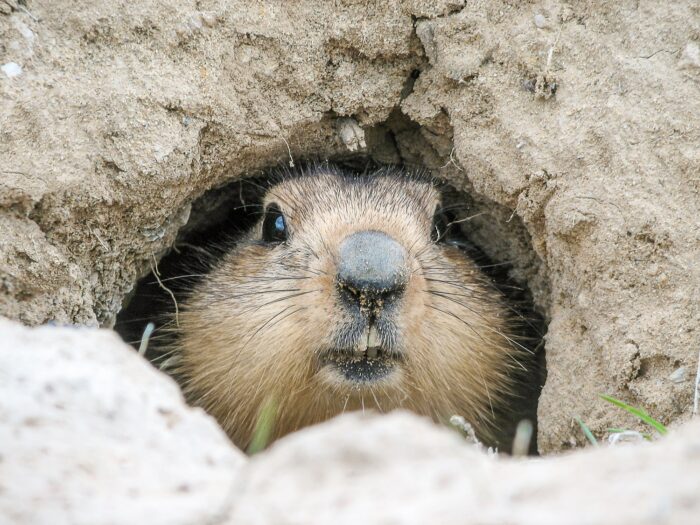 Expliquer aux enfants : pourquoi les animaux hibernent ?animaux hibernants