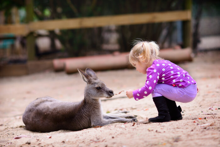 mapiwee-by-maped-animaux-sauvages-et-animaux-de-compagnie-qui-sont-ils