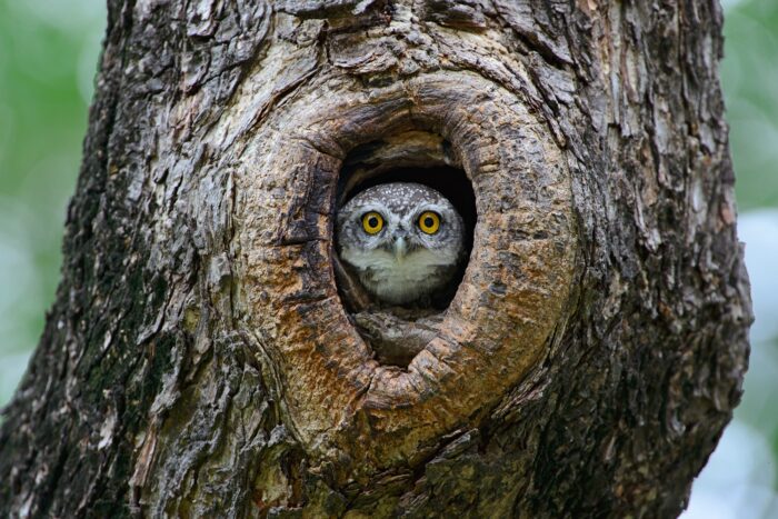 mapiwee-by-maped-quels-sont-ces-animaux-qui-vivent-la-nuit