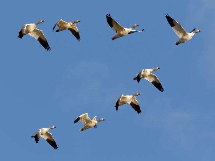 des oiseaux dans le ciel en formation V qui volent